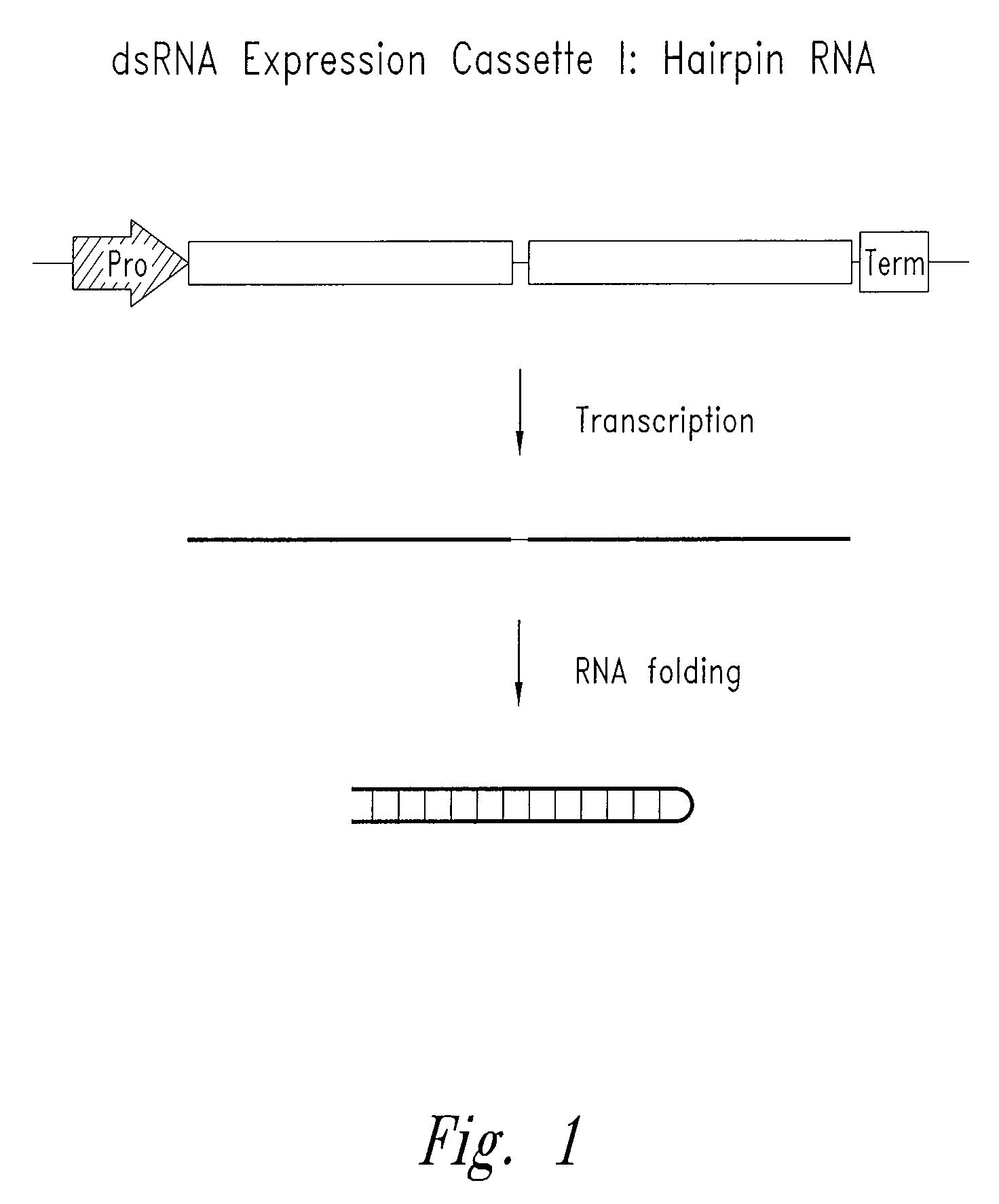 Enhancement of the immune response for vaccine and gene therapy applications