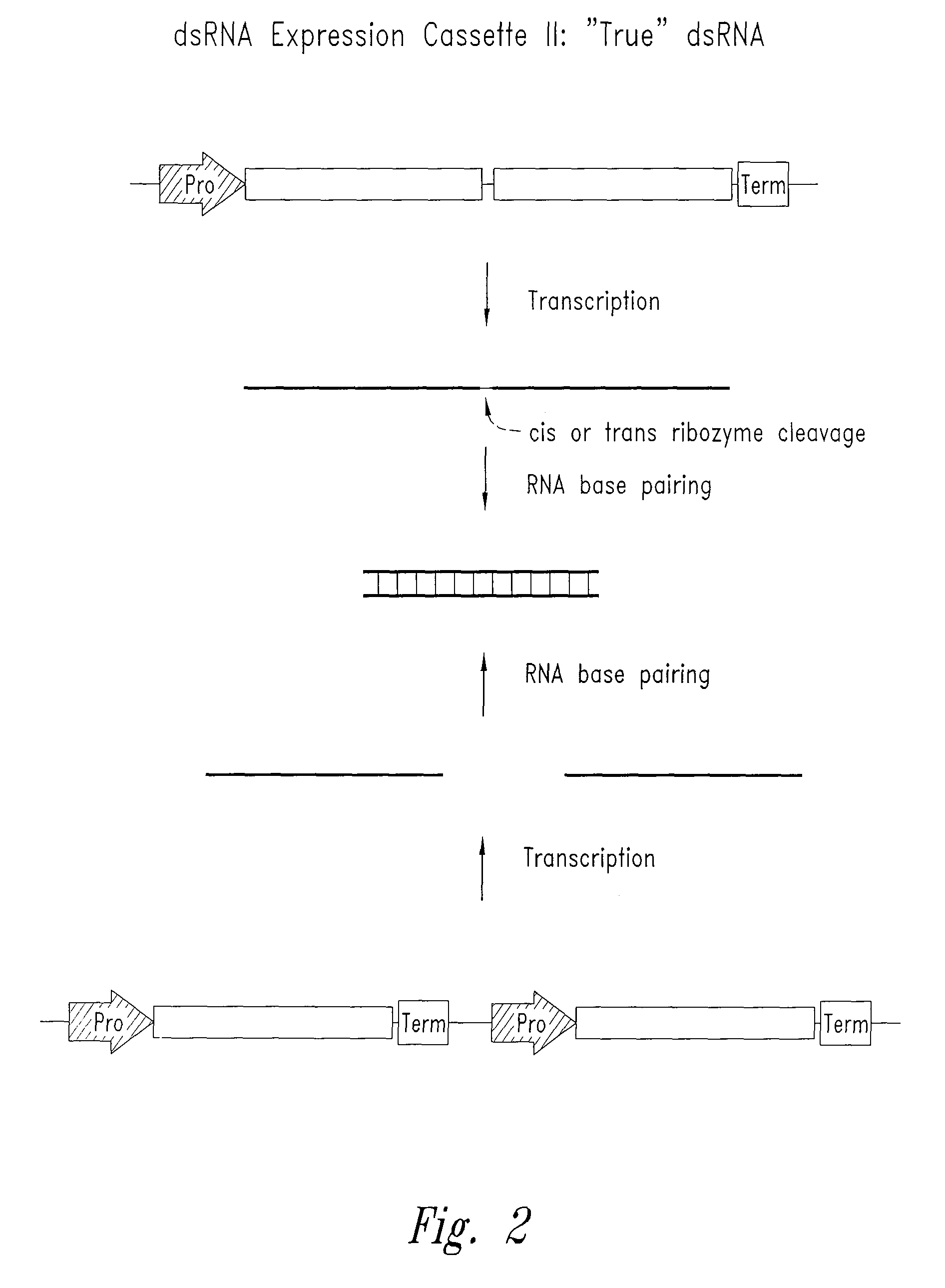 Enhancement of the immune response for vaccine and gene therapy applications