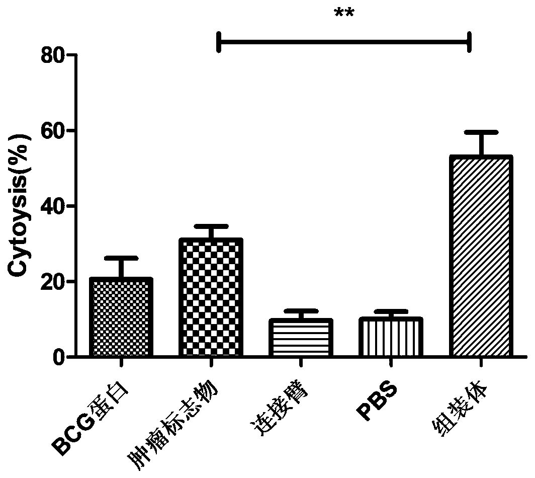 Preparation method of multidimensional multivalence prostatic cancer specificity tumor antigen assembly