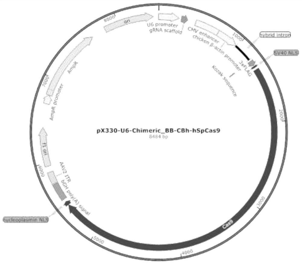 Gene editing system for constructing high-quality porcine nuclear transplantation donor cells with high lean meat percentage, fast growth and high reproductive capacity and application of gene editing system