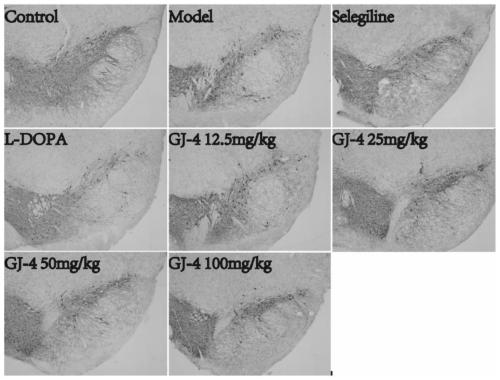 Application of saffron pigment composition in preparation of medicine for treating Parkinson's disease