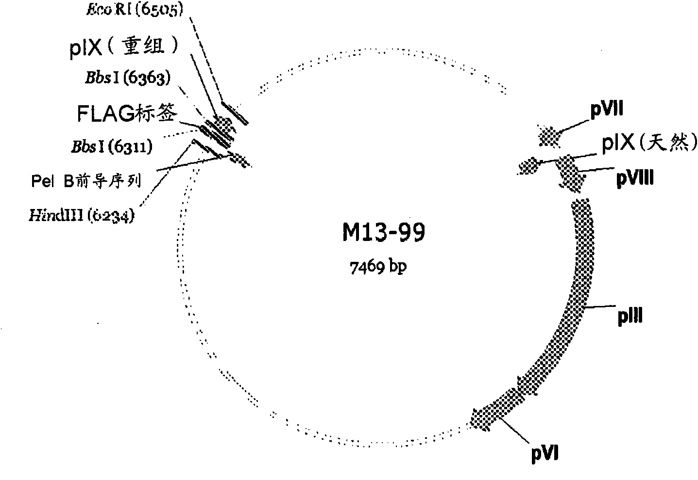 Engineered hybird phage vectors for the design and the generation of a human non-antibody peptide or protein phage library via fusion to pix of m13 phage