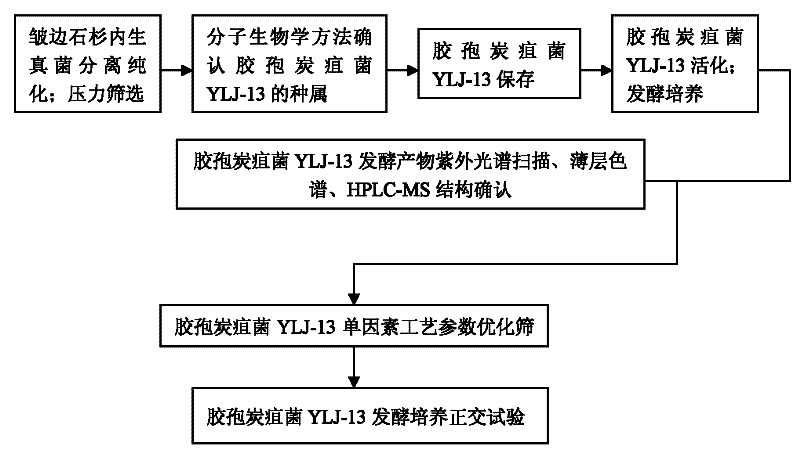 Huperzine A high-producing strain and method for producing huperzine A by fermenting same