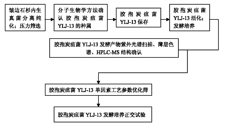 Huperzine A high-producing strain and method for producing huperzine A by fermenting same