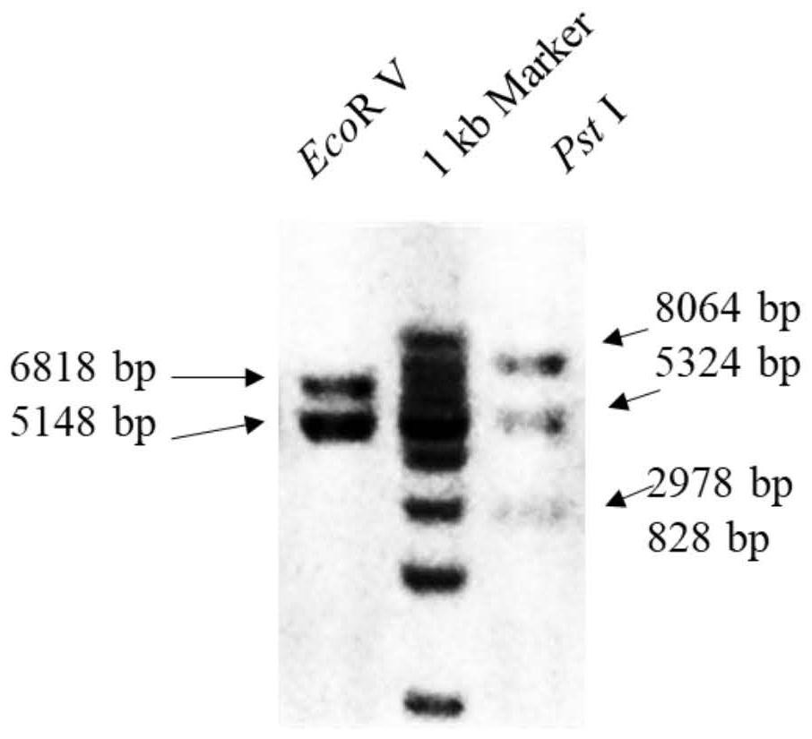 NRPS-PKS hybrid protein capable of generating flavonoid compounds in fungi as well as encoding gene and application of hybrid protein