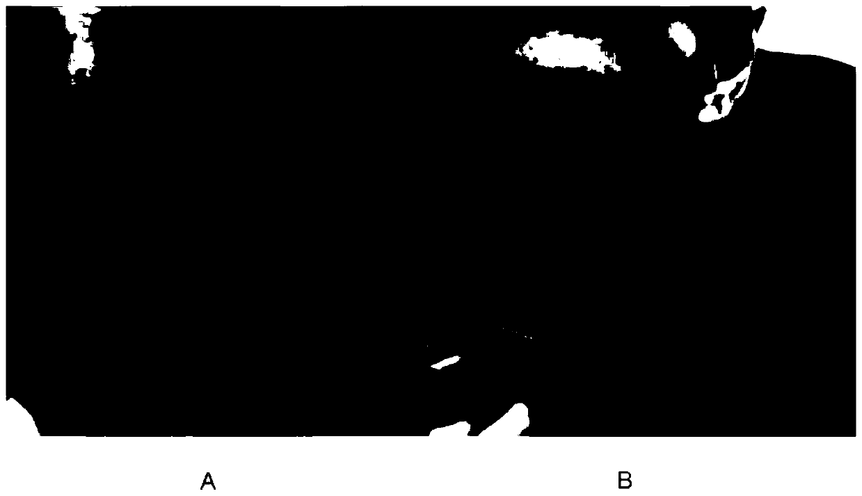 Skincare lotion and preparation method thereof