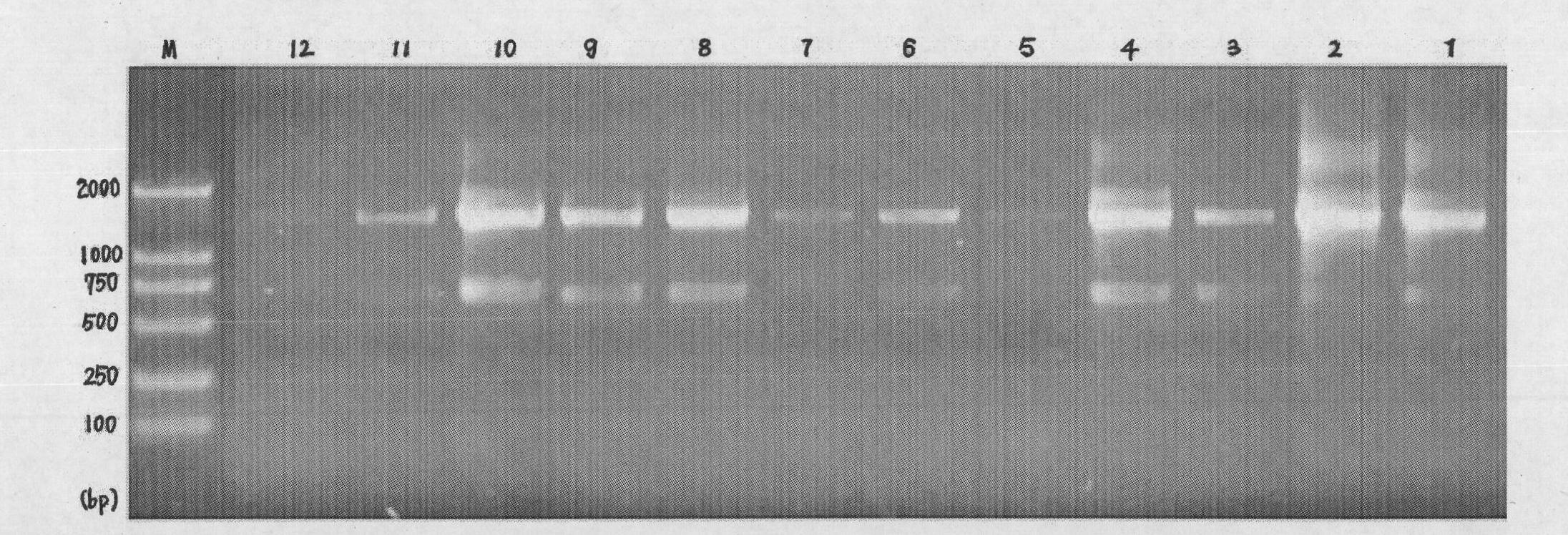 General and reliable extraction method of total DNA of soil and application thereof