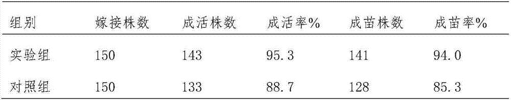 Method for hybridization seedling culture of maojian malus asiatica and laian malus asiatica