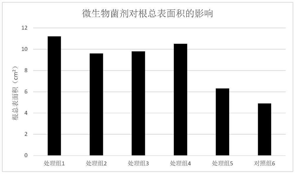 Microbial agent suitable for dendrobium fusarium wilt and its application