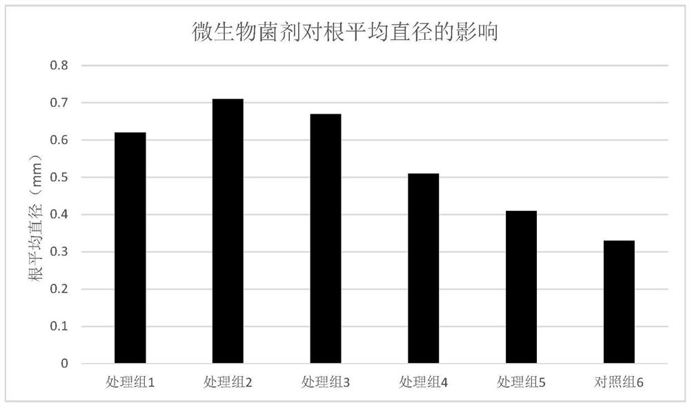 Microbial agent suitable for dendrobium fusarium wilt and its application