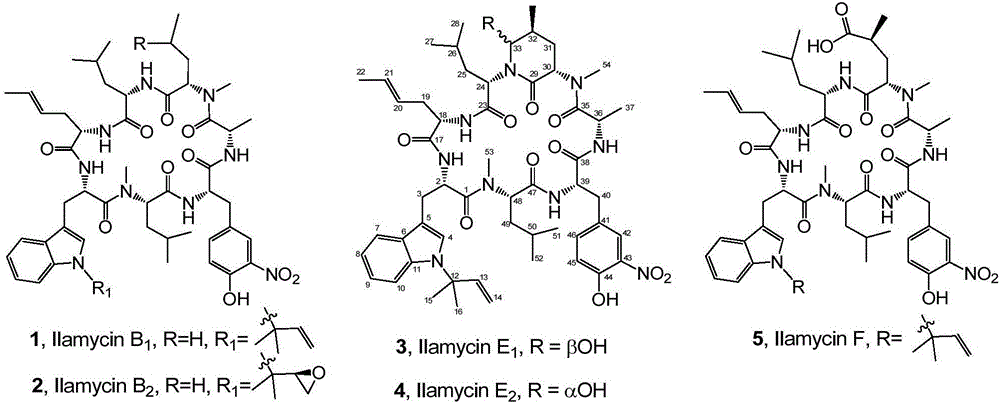 Genetic engineering bacterial strain for directionally producing compounds having anti-tuberculosis activity and anti-tumor activity and application thereof