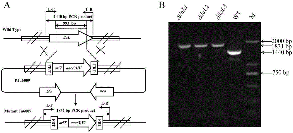 Genetic engineering bacterial strain for directionally producing compounds having anti-tuberculosis activity and anti-tumor activity and application thereof