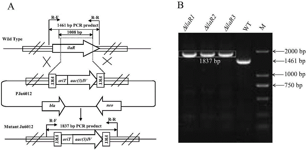 Genetic engineering bacterial strain for directionally producing compounds having anti-tuberculosis activity and anti-tumor activity and application thereof