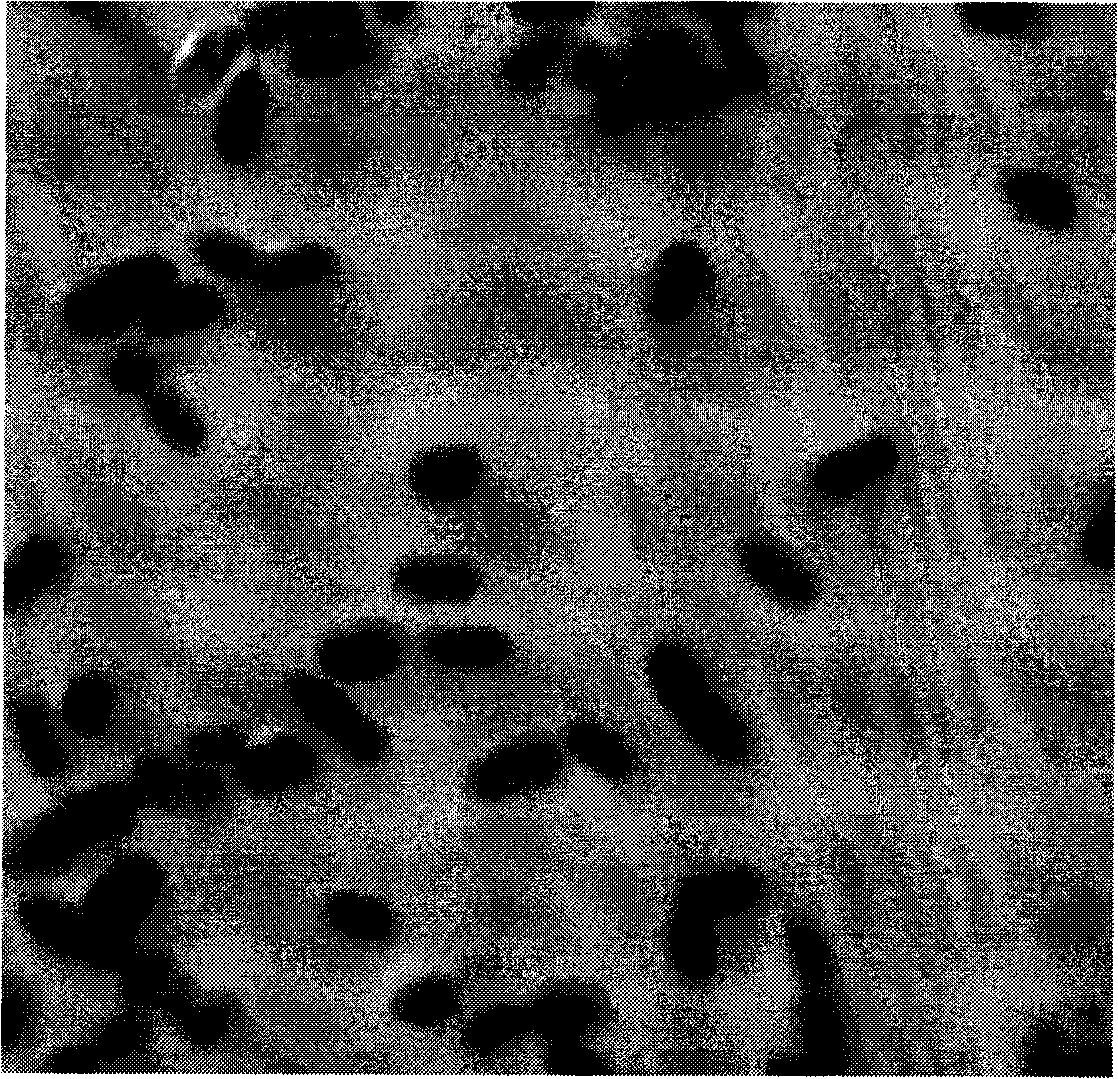 Achromobacter xylosoxidans strain for biological denitrificaion and application thereof