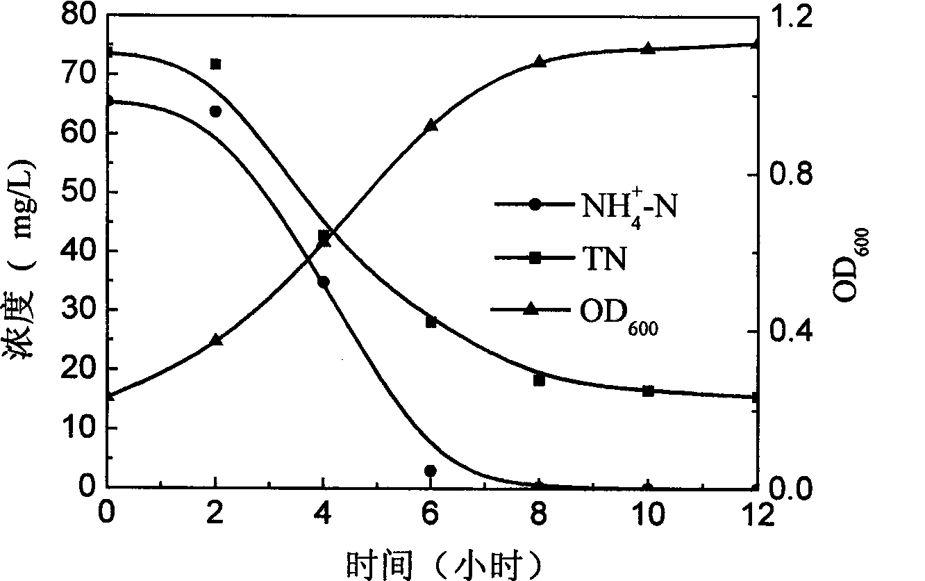 Achromobacter xylosoxidans strain for biological denitrificaion and application thereof