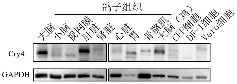 Antigen applicable to production of anti-cryptochrome 4 antibody