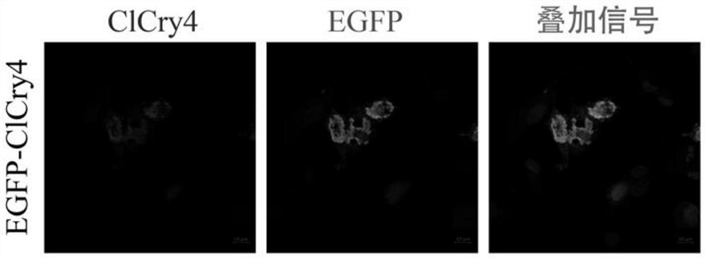 Antigen applicable to production of anti-cryptochrome 4 antibody