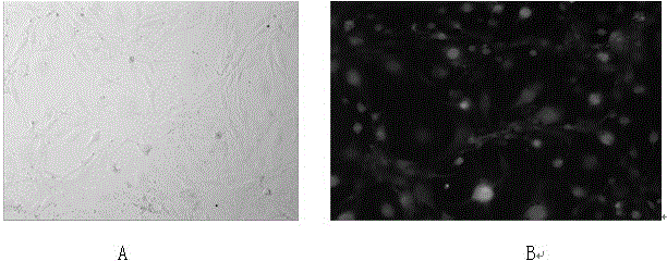 Cimicifuga triterpenoid compound and application thereof