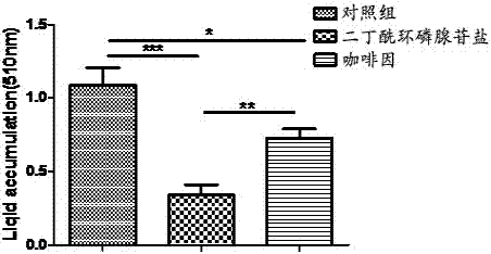 Application of dibutyacyladenosine cyclophosphate salts in preparation of fat-reducing diet drugs for external use