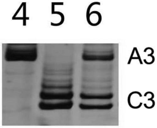 Molecular marker for identifying interspecific hybrid between Chinese cabbage and Ethiopian mustard and for tracking chromosome separation of progeny materials A03 and C03