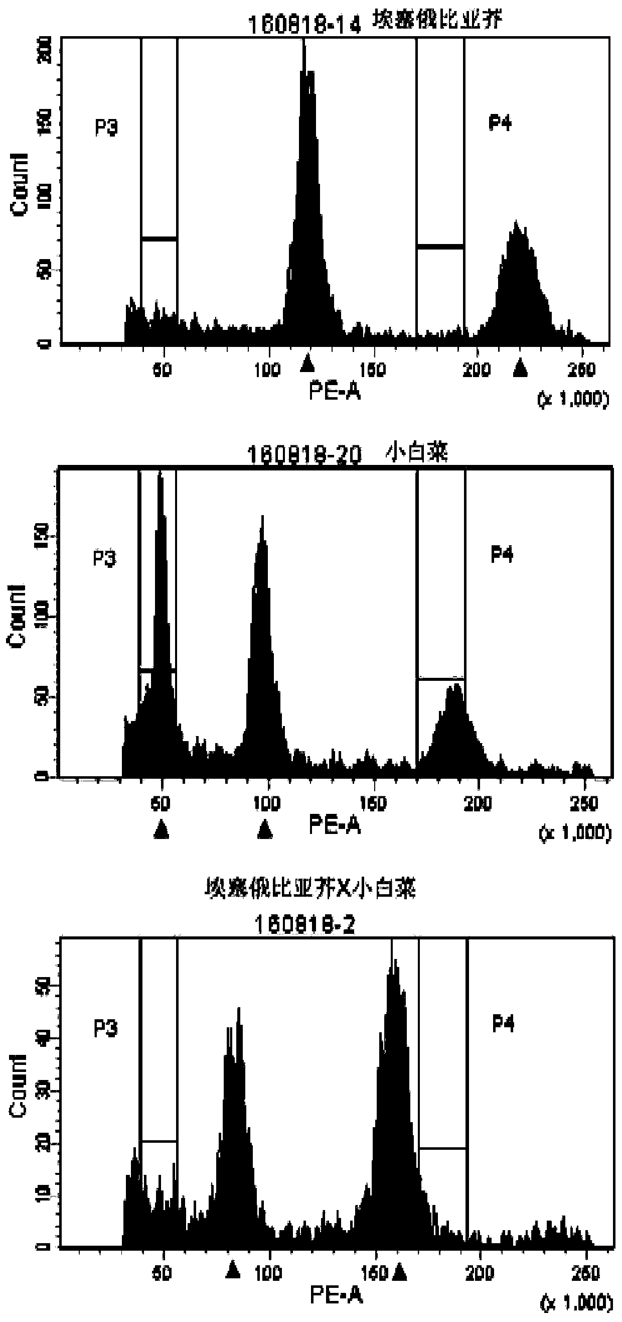 Molecular marker for identifying interspecific hybrid between Chinese cabbage and Ethiopian mustard and for tracking chromosome separation of progeny materials A03 and C03