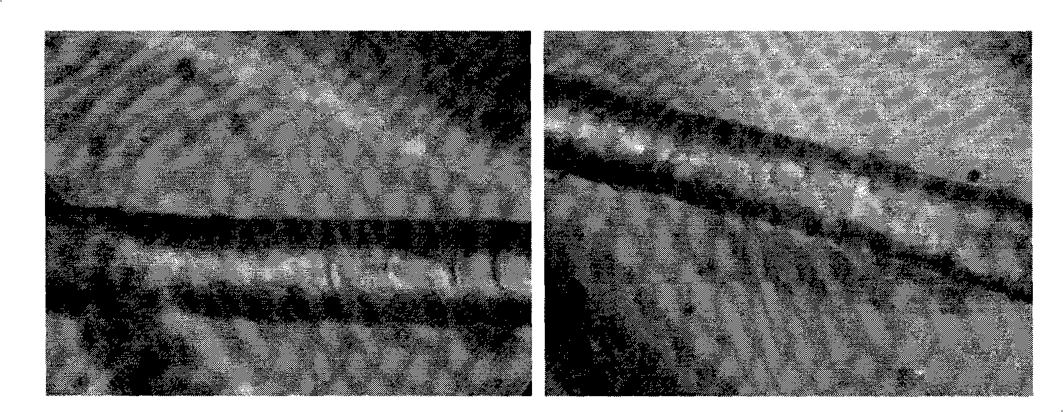 Inducement and preparation of S. keratinase and method for sorting wool by using the same