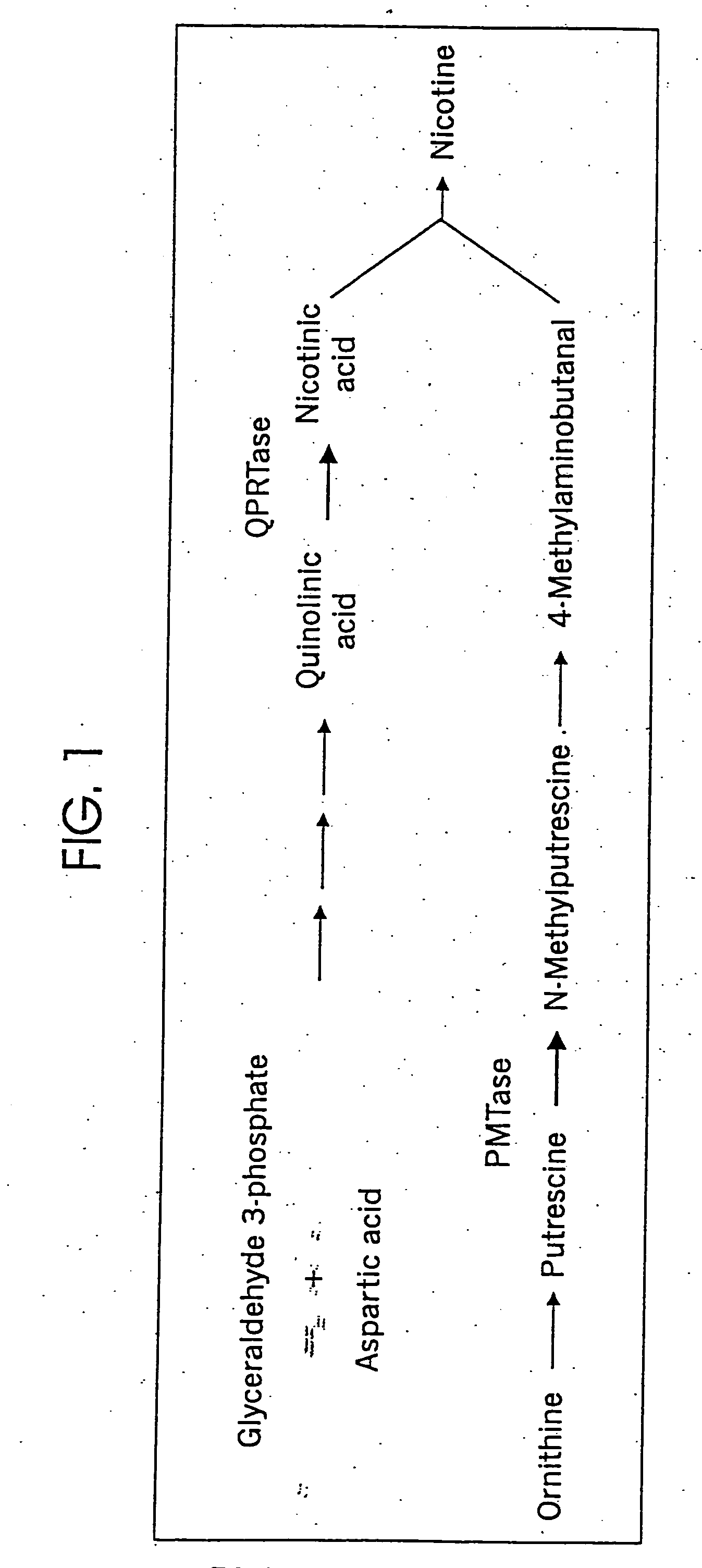 Tobacco products with increased nicotine