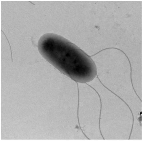 A strain of the genus Curaporia bacterium capable of transforming heavy metals and its application