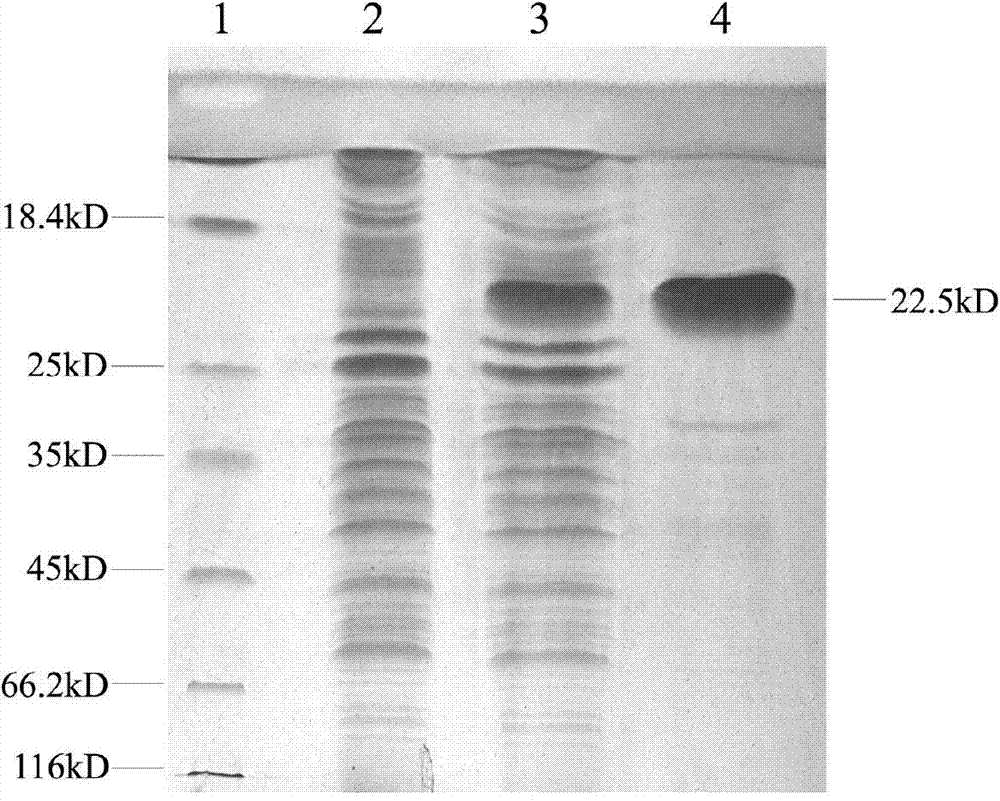 Edwardsiella tarda subunit vaccine, and preparation and application thereof