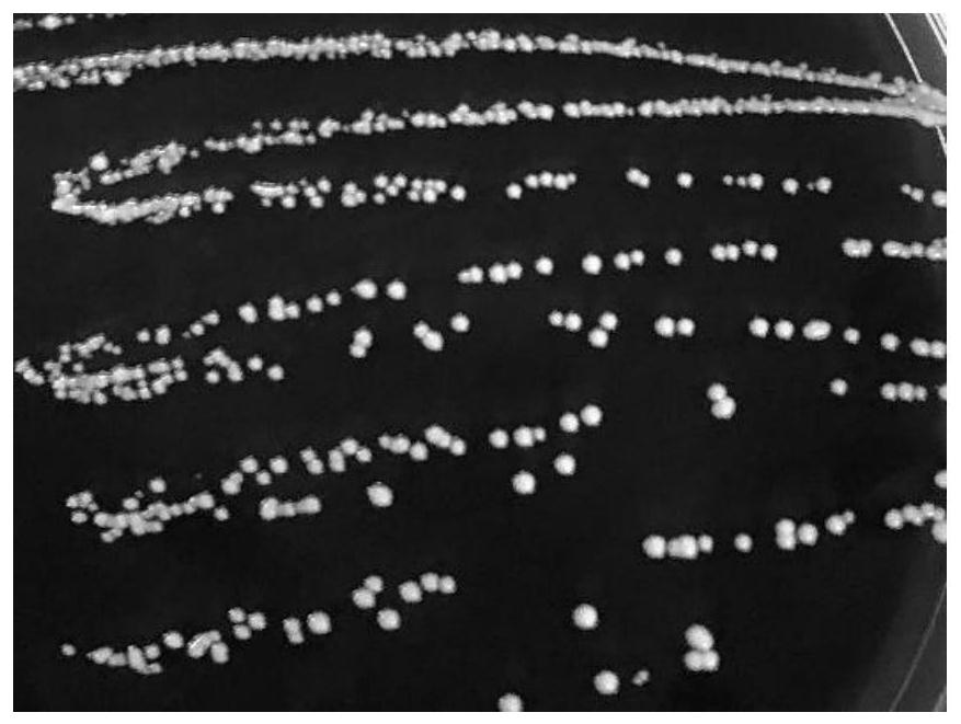 Application of Lactobacillus paracasei l.p R3-10 in the preparation of drugs for preventing or treating oral inflammatory diseases