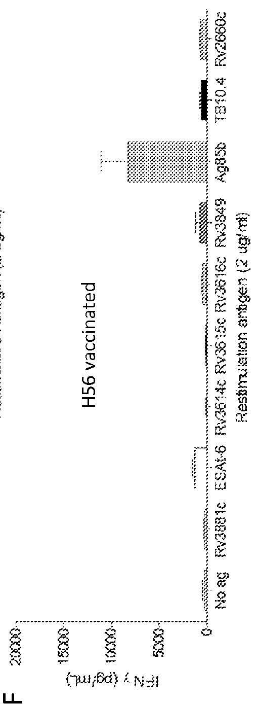 M.tuberculosis vaccines