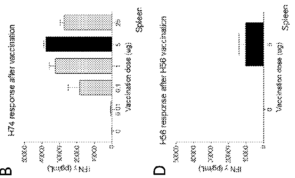 M.tuberculosis vaccines