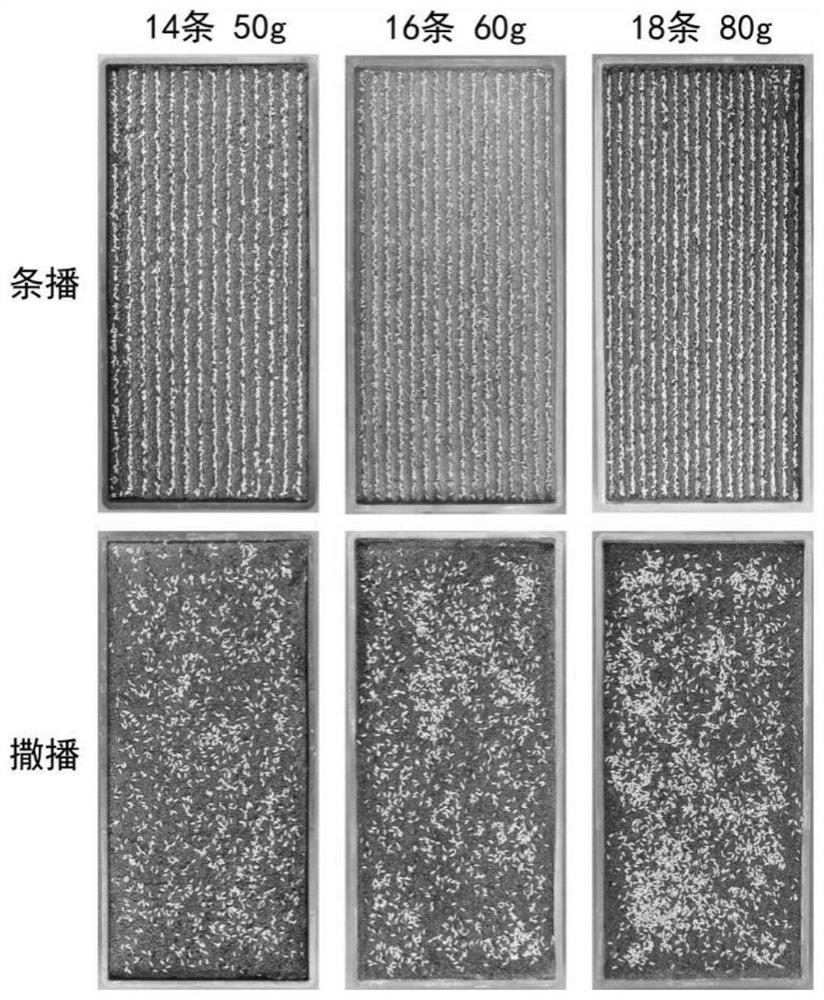 Method for improving uniformity of rice machine-transplanted population