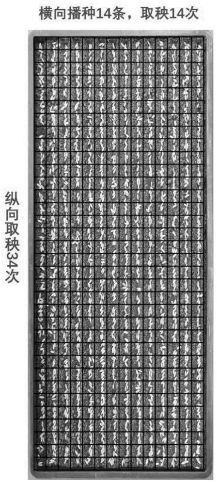 Method for improving uniformity of rice machine-transplanted population