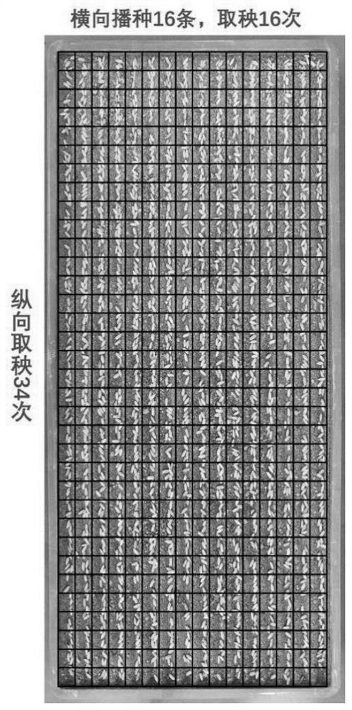 Method for improving uniformity of rice machine-transplanted population