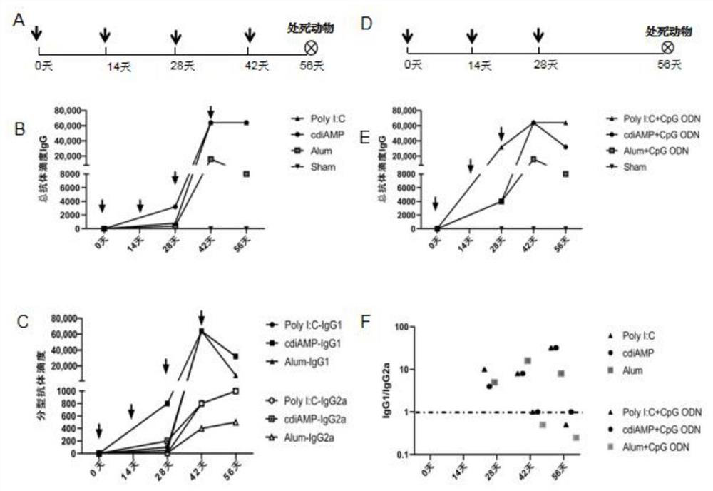 Novel nucleic acid adjuvant system for subunit vaccine and application of novel nucleic acid adjuvant system