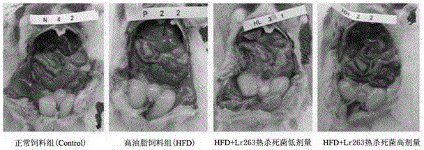 Purpose of Lactobacillus reuteri GMNL-263 for preparing hypolipidemic composition