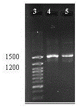 A kind of isolation method and application of marine bacillus amyloliquefaciens 1a