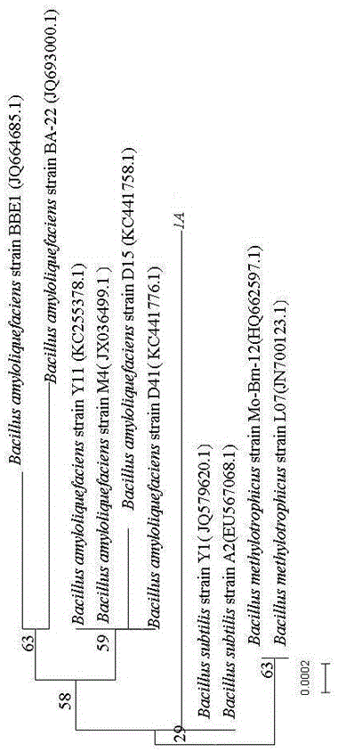 A kind of isolation method and application of marine bacillus amyloliquefaciens 1a