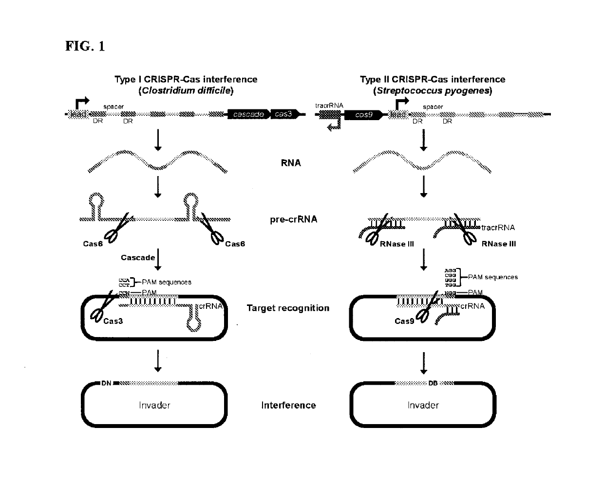 Harnessing heterologous and endogenous CRISPR-Cas machineries for efficient markerless genome editing in Clostridium