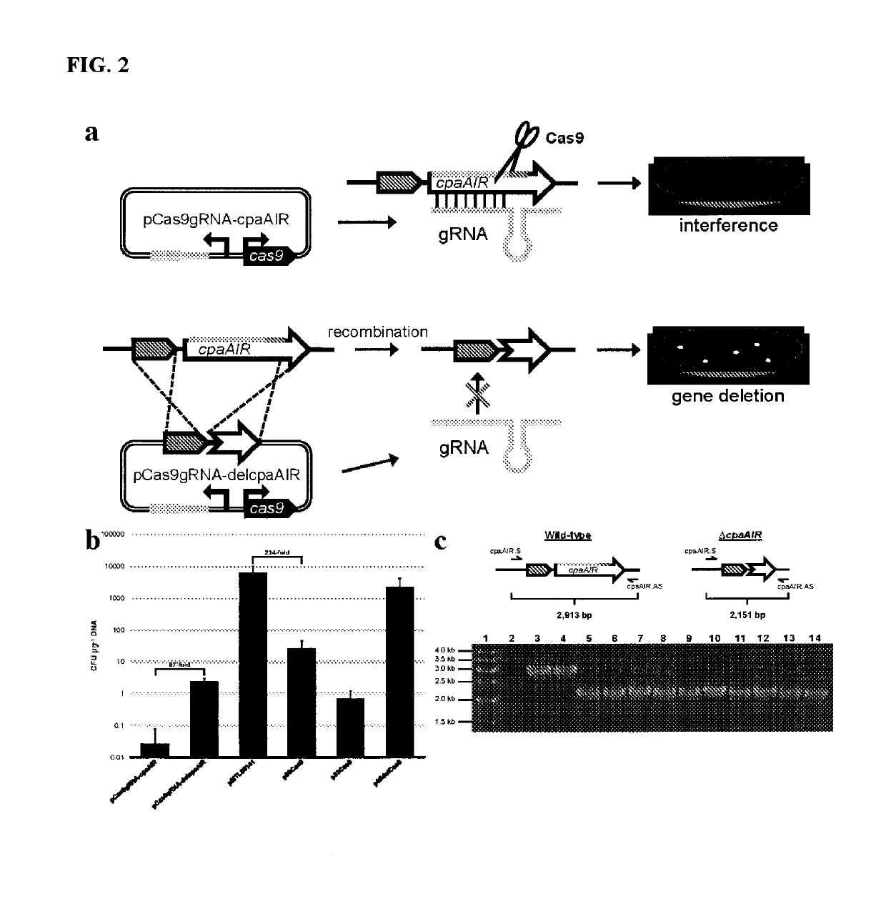 Harnessing heterologous and endogenous CRISPR-Cas machineries for efficient markerless genome editing in Clostridium