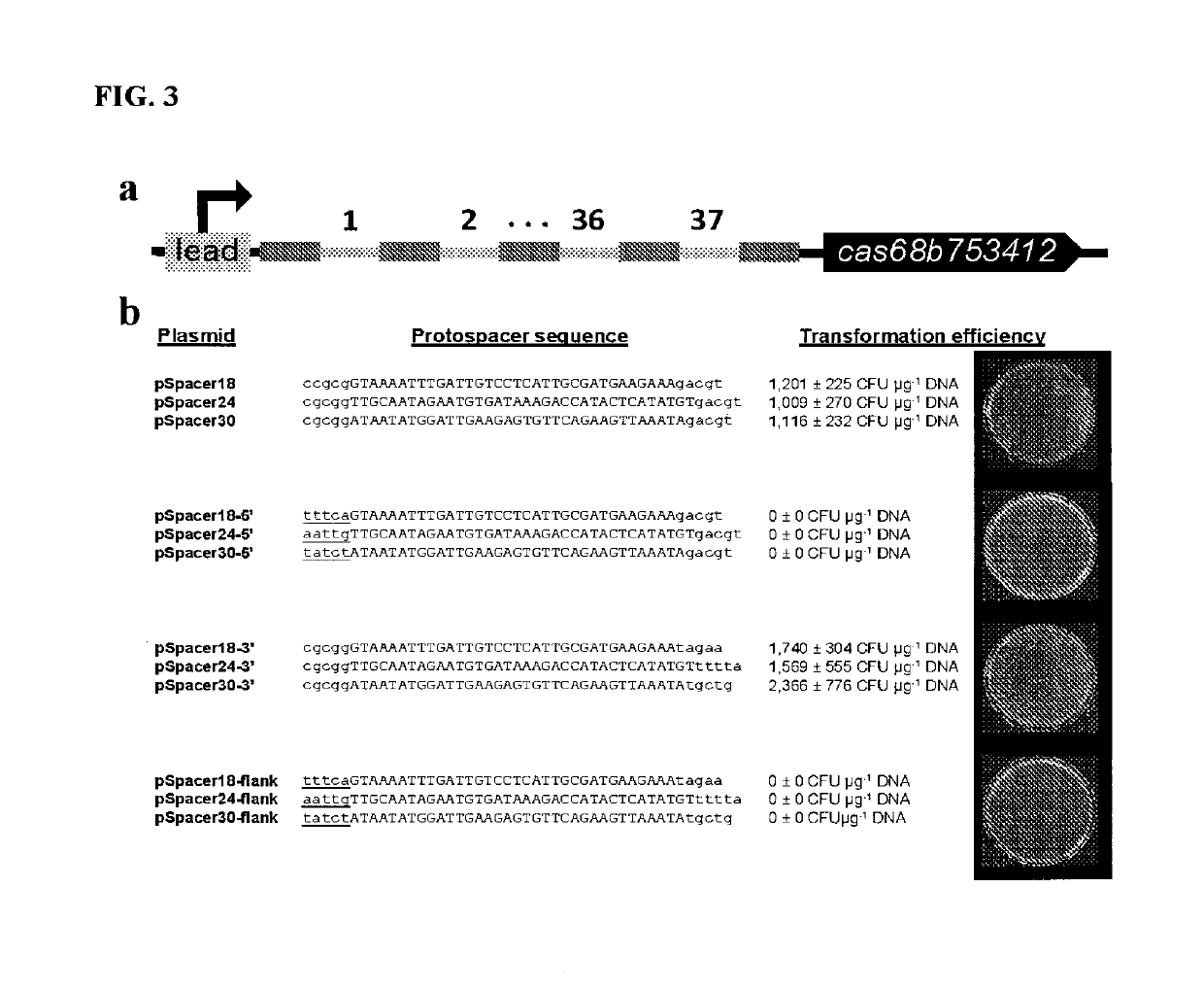 Harnessing heterologous and endogenous CRISPR-Cas machineries for efficient markerless genome editing in Clostridium