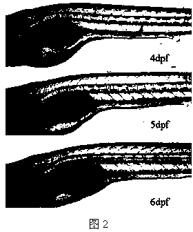 Method of creating zebra fish peristalsis model and screening prokinetic medicaments