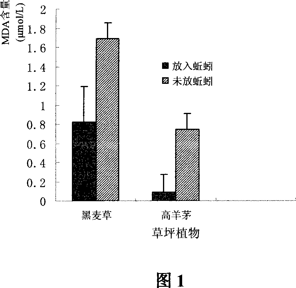 Application of earthworm movement for antioxidase regulation and control of lawn plant in garbage compost groundmass grassplot