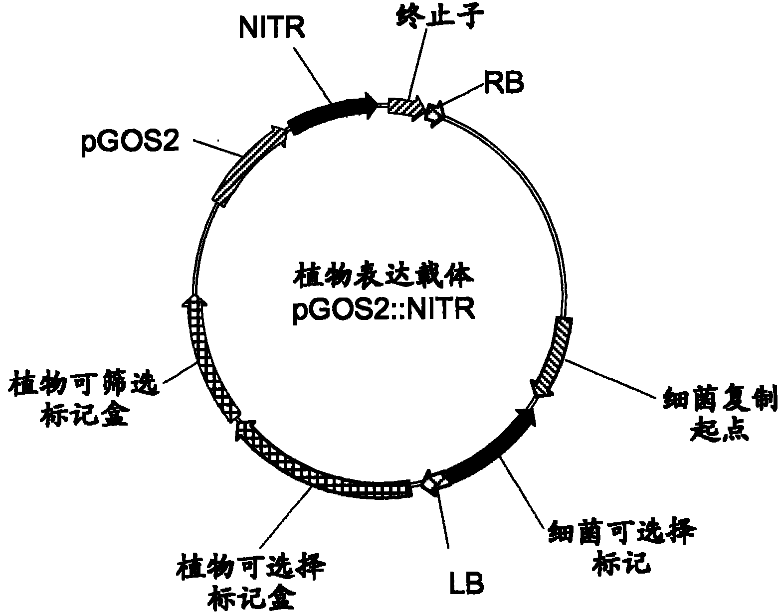 Plants having enhanced yield-related traits and a method for making the same