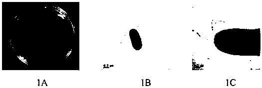 Rhizobium strain, microbial agent containing rhizobium strain and application thereof