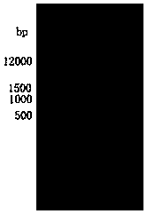 Rhizobium strain, microbial agent containing rhizobium strain and application thereof