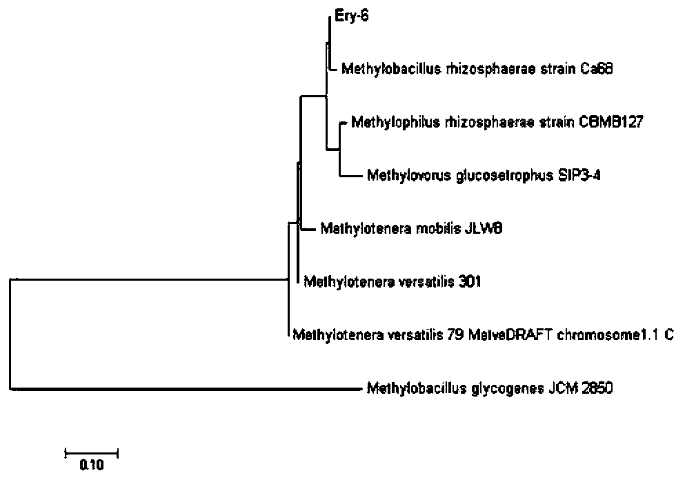 Rhizobium strain, microbial agent containing rhizobium strain and application thereof