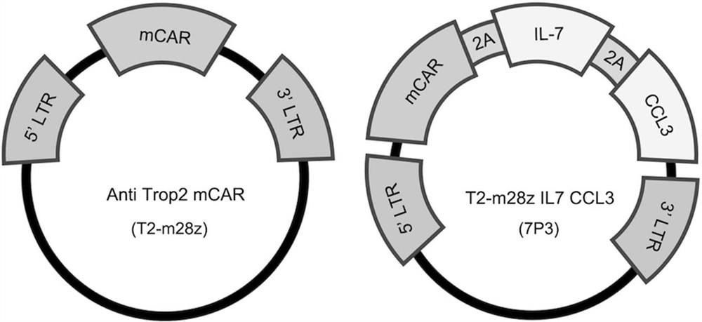 Fusion protein of cytokine combined with chimeric antigen receptor and its application