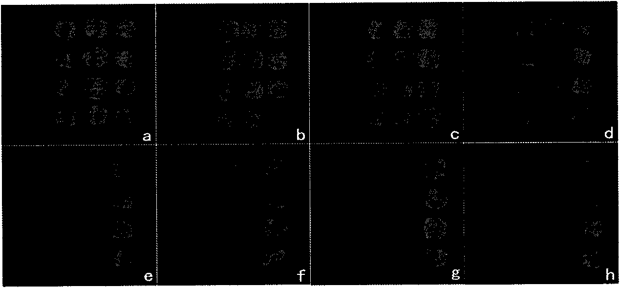 Immunity detection chip of prawn white spot syndrome virus (WSSV) and preparation method thereof and application